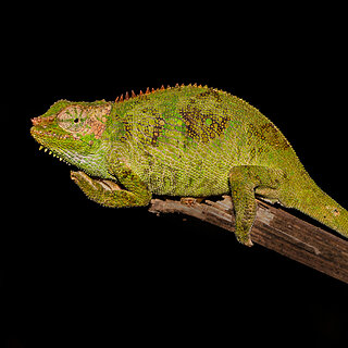 Bale Mountains - Harenna - Bale two-horned chameleon
